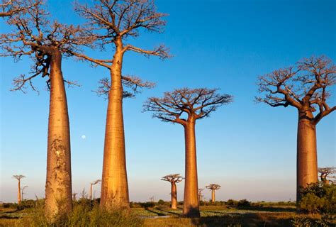 ¿qué Ver En Madagascar Lo Que Debes Saber Para Viajar A Madagascar
