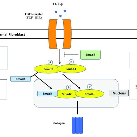 Diagram Of Tgf Mediated Smad Signaling Pathway And Polyphenols In Download Scientific