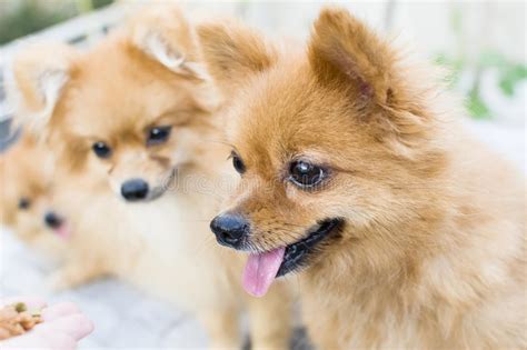 Brown Pomeranian Dogs Stock Image Image Of Cheerful 60231317