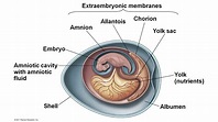 Amniotic Egg 2020 - YouTube