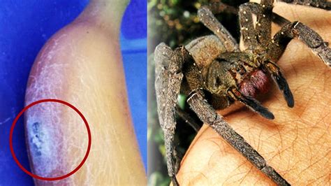 Mom Finds Brazilian Wandering Spiders In Banana Worms Found In Kfc Chicken Wings Compilation