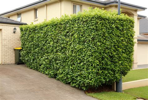A Fantastic Example Of A Thick Viburnum Hedge