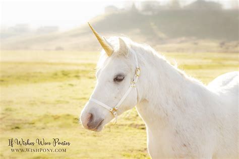 Wishpony Classic Natural Look Unicorn Horn™ For Horse Or Pony Custom
