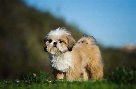 Check out our puppies pictures selection for the very best in unique or custom, handmade pieces well you're in luck, because here they come. Five useful things to know about the Shih Tzu puppy | Pets4Homes