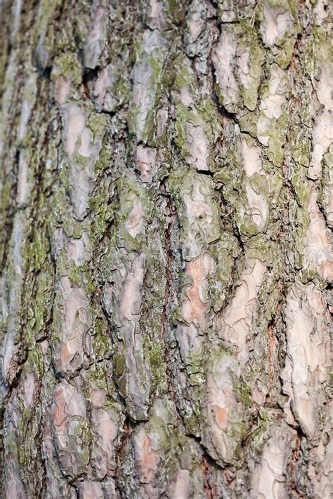 Detail Of Tree Bark Stock Image Image Of Lumber Grain 146371783