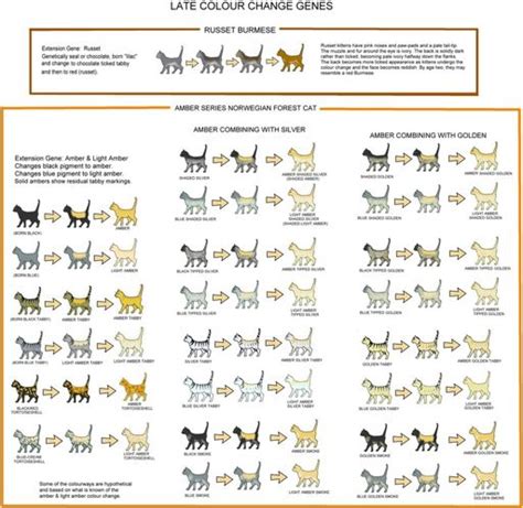 Genetics Cat Coat Color And Pattern Warriors Amino