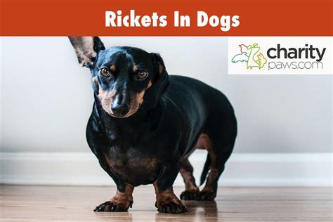 Rickets In Dogs What Is It Causes Symptoms And Treatment