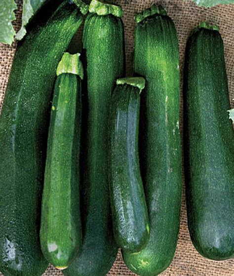 Black Beauty Zucchini Heirloom