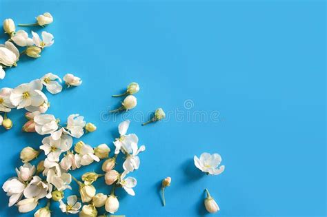 Small White Cherry Flowers On A Blue Background Floral Frame Or Border