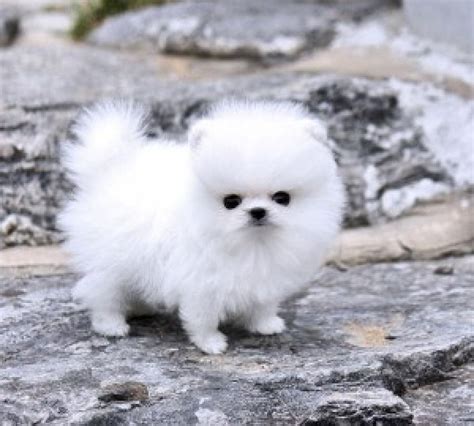 We did not find results for: Tiny Teacup Pomeranian Puppies Available Offer