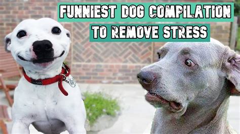 Funniest Dog Compilation To Remove Stress Hd Youtube