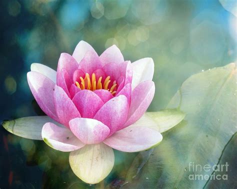 Pink Lily Pad Flower Photograph By Traci Lehman