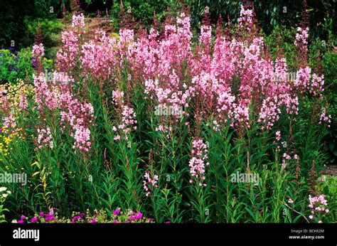 Epilobium Angustifolium Stahl Rose Growing In Border Pink Flower