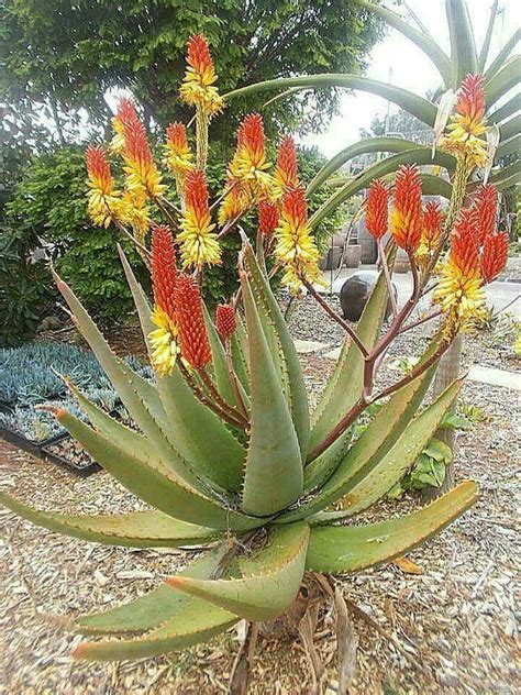 If in full sun and a hot climate such as southern california, an aloe vera in a small plant might need a for plants growing in pots, usually the basic requirement is that the soil be totally filled with roots before. The aloe vera flower 🌼🌼🌼🌼 | Plants, Landscaping plants ...