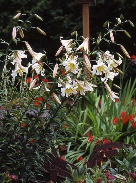 Bandd Lilies Garden Blog Lily Review Latest To Bloom Lilium Speciosum
