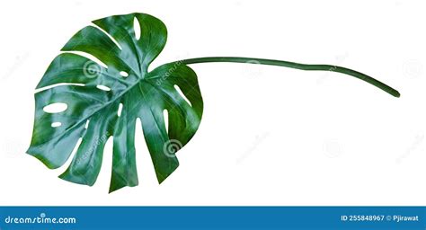 Green Monstera Leaf Isolated On White Background Tropical Plant