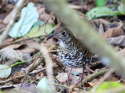 Nilgiri Scaly Thrush Zoothera Dauma Neilgherriensis Kerala Birds