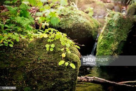 Moss Rock River Photos And Premium High Res Pictures Getty Images