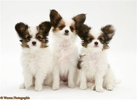 Papillon puppy pictures he name papillon is french for butterfly, the eye and ears is spry very little dog ought to resemble. Cute Puppy Dogs: Papillon puppies