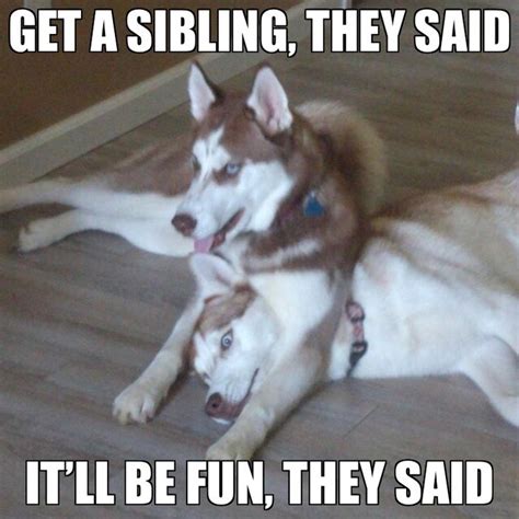 Two Dogs Laying On The Floor With Caption Saying Get A Sibling They