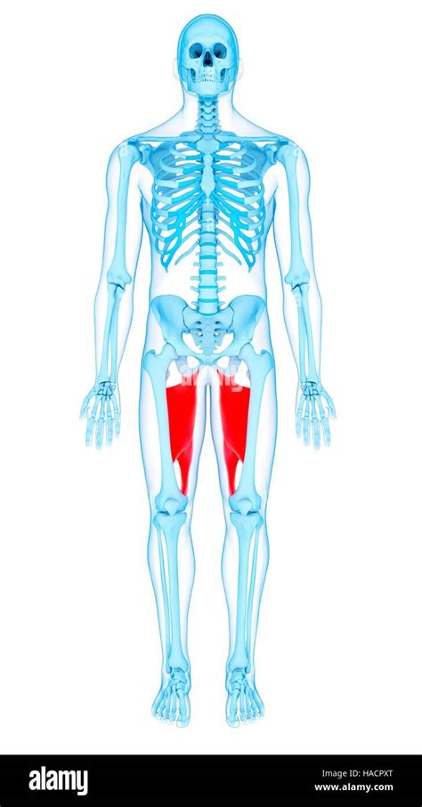 Illustration Of The Adductor Magnus Muscles Stock Photo Alamy