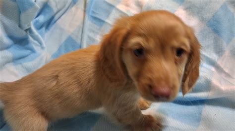 Find dachshund puppies and dogs for adoption. Dachshund Puppies For Sale | Kansas City, MO #161664