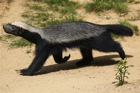 The Honey Badger The Remarkable Yet Unknown Species Of India