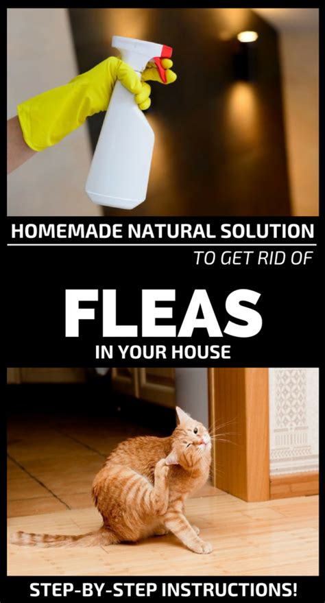 Homemade Natural Solution To Get Rid Of Fleas In Your House