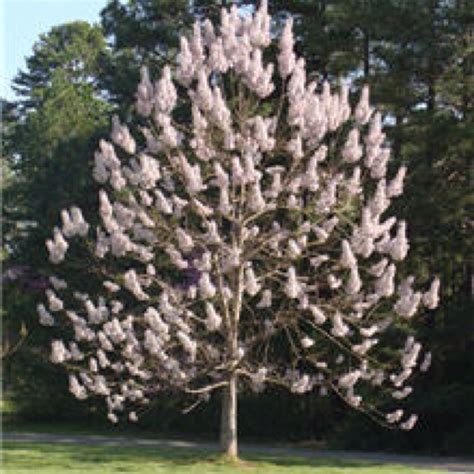 If the answer is yes, read on to learn about a few beautiful plants that will proliferate in this. Royal Empress tree | Fast growing trees, Fast growing ...