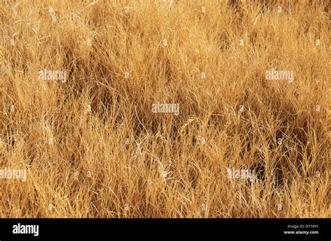 Dry Grass Field Background