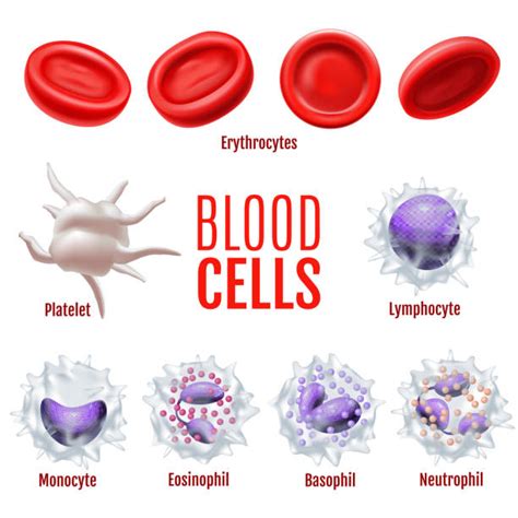 Royalty Free Lymphocytes Clip Art Vector Images And Illustrations Istock
