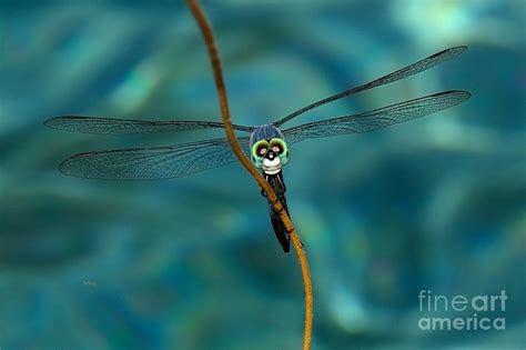 Skull Face The Dragonfly Photograph By Patrick Witz Fine Art America