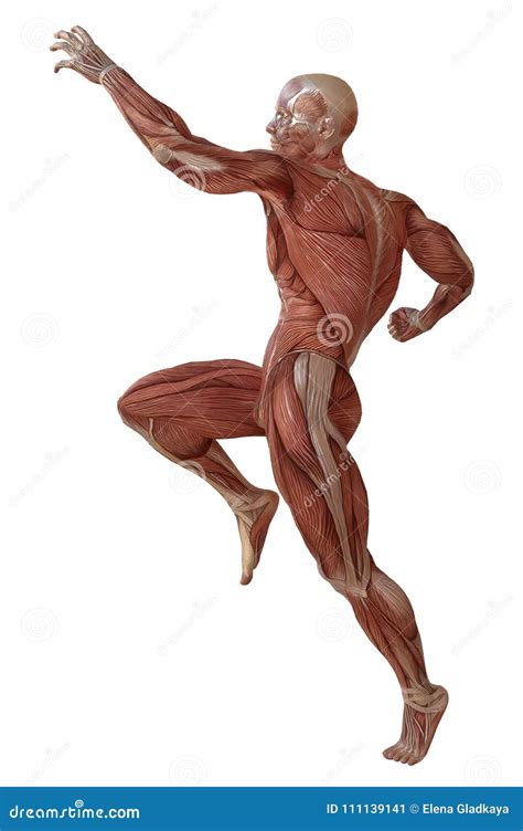 Corpo Maschio Senza Pelle Anatomia Ed Illustrazione Dei Muscoli D