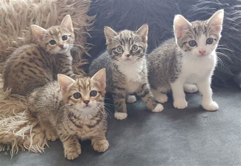 Tabby Bengal Mixed Kittens In Edge Hill Merseyside Gumtree