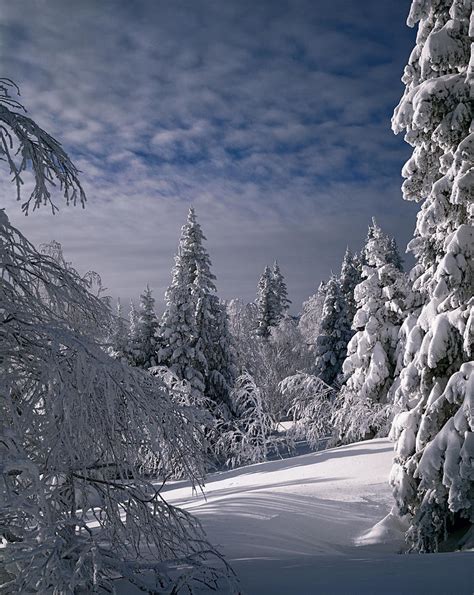 Russian Winter Forest In Mountain Photograph By Efim Chernov