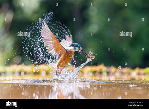 Male Kingfisher Emerging From The Water With A Fish Stock Photo Alamy