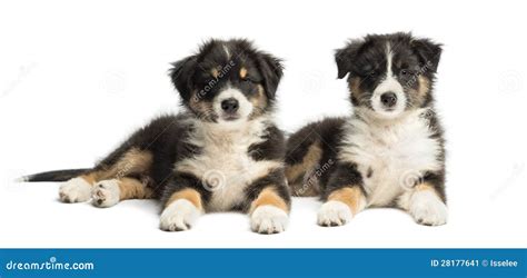 Two Australian Shepherd Puppies 2 Months Old Stock Image Image Of