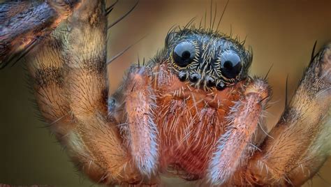 How Many Eyes Does A Spider Have Iflscience