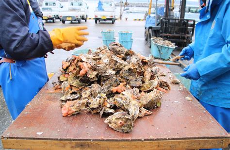 Seed Oysters In Entangled Worlds Ecological Disturbances Knowledge