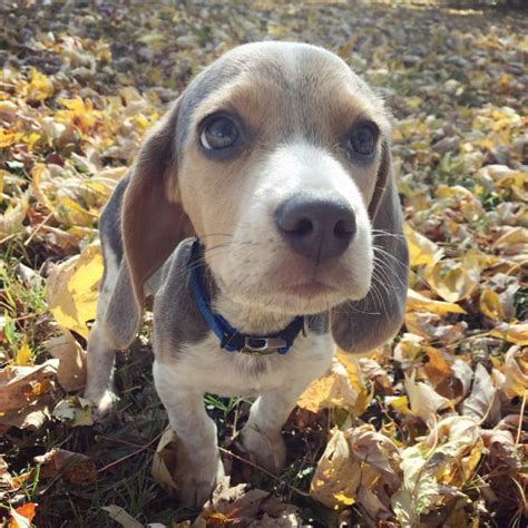 Blue Beagles Want More Bleu Fun Visit Us At Bleusteelthebeagle