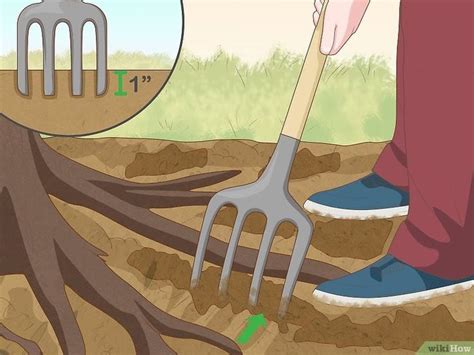 3 Ways To Deal With Exposed Tree Roots Wikihow Tree Roots