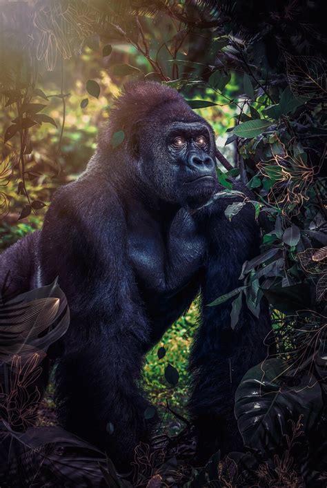 Silverback Gorilla In The Jungle With Green And Golden Leaves Posters