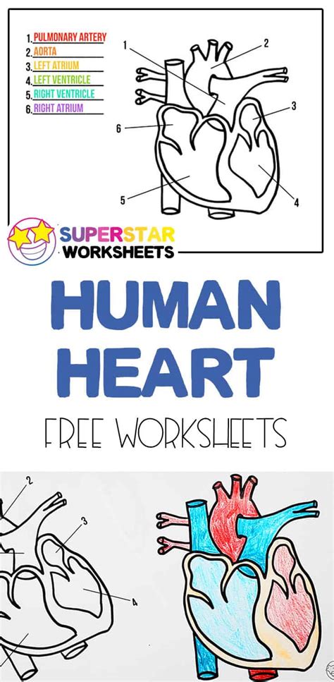 Structure Of The Heart Worksheets