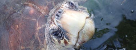 How You Can Help The Turtle Hospital Rescue Rehab Release