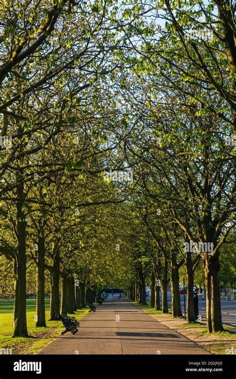 England London Greenwich Greenwich Park Avenue Of Trees Stock Photo