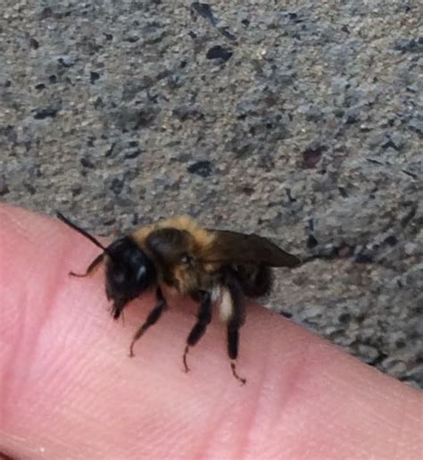 Use our quick, clickable guide for identifying backyard birds by the sounds they make! Buzzing Insects - Andy Law Pest Control