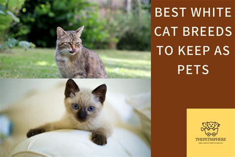 Best White Cat Breeds To Keep As Pets The Pets Sphere