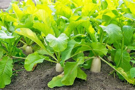 How To Grow Daikon Radish Gardeners Path