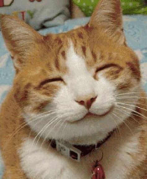 16 Hilarious Pictures Of Cats Making Weird Faces We Love Cat And
