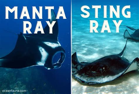 Stingray Vs Manta Ray 10 Key Differences Ocean Fauna